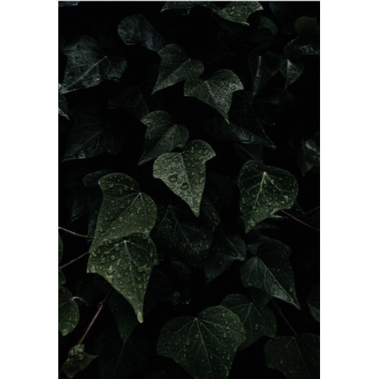 Luxio® Envy (Nocturne) - Accent Expression