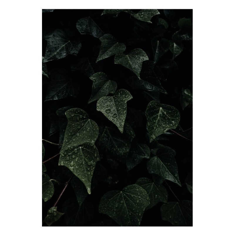 Luxio® Envy (Nocturne) - Accent Expression