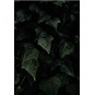 Luxio® Envy (Nocturne) - Accent Expression