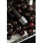 Luxio® Nocturne Collection Mini 3X5ml. (Studio 14) - Accent Expression